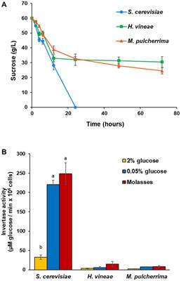 Optimizing growth and biomass production of non-Saccharomyces wine yeast starters by overcoming sucrose consumption deficiency